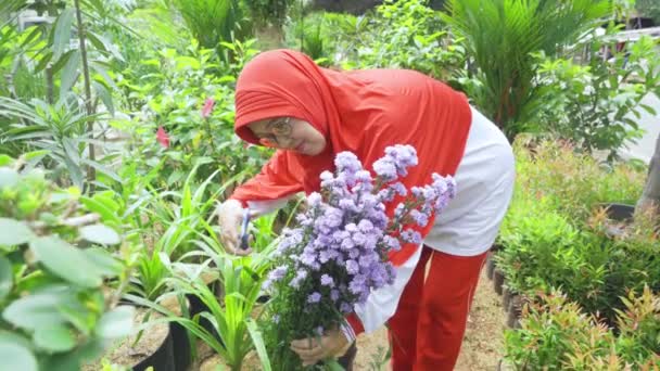 Donna Musulmana Matura Che Taglia Fiori Giardino Video — Video Stock