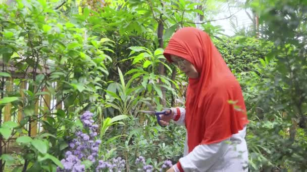 Mature Muslim Woman Cutting Leaves Garden Video — Stock Video