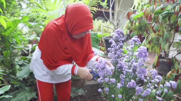 Mulher Muçulmana Madura Cortando Flores Jardim Vídeo — Vídeo de Stock