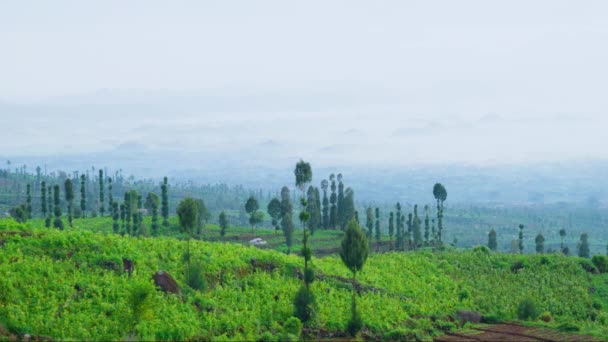 霧の朝の美しい茶畑 — ストック動画