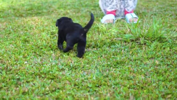 Close Little Girl Playing Puppy Lawn — 图库视频影像
