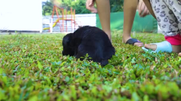 Close Little Girl Playing Puppy Lawn — 图库视频影像