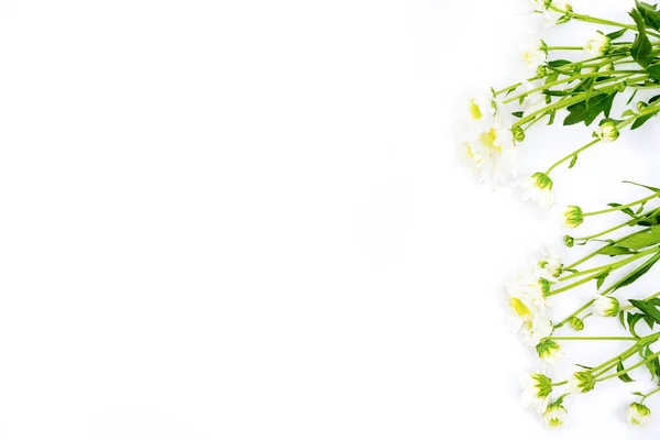 Płaski układ kwiatów jaśminu w białym tle — Zdjęcie stockowe