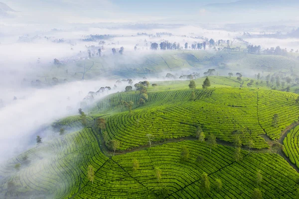 Aerial view of misty morning on the tea plantation — Stock Photo, Image