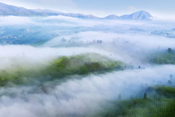 Fog covering highland with tea plantation — Stock Photo, Image