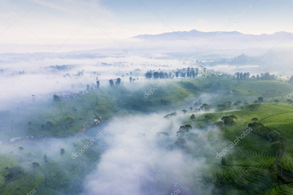 Aerial view of tea plantation with fog on morning