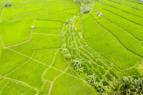 Campo de arroz verde en el valle por la mañana — Foto de Stock