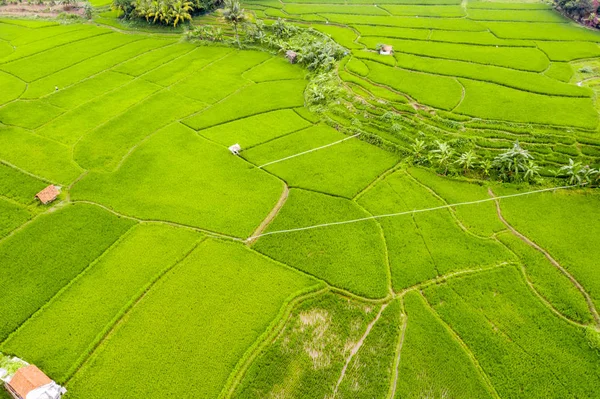 Campo de arroz verde en el valle por la mañana — Foto de Stock