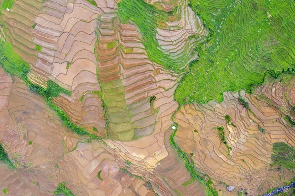 Campo de arroz con tierra marrón y agua — Foto de Stock