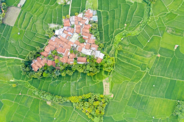 Widok z góry na zielone pole ryżowe i wioskę — Zdjęcie stockowe