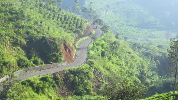 Motorcycle Moving Road Tea Plantation — Stock Video