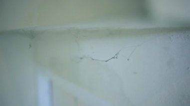 Beyaz duvarda asılı örümcek ağlarını kapatın.