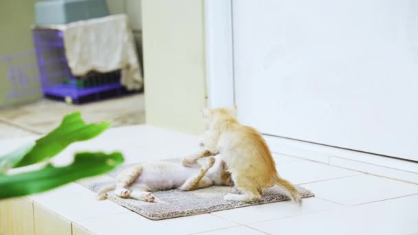 Dos Gatitos Jugando Juntos Terraza Casa — Vídeo de stock