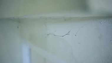 Beyaz duvarda asılı örümcek ağlarını kapatın.