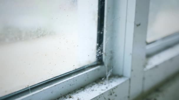 창문의 모서리에 거미줄의 — 비디오