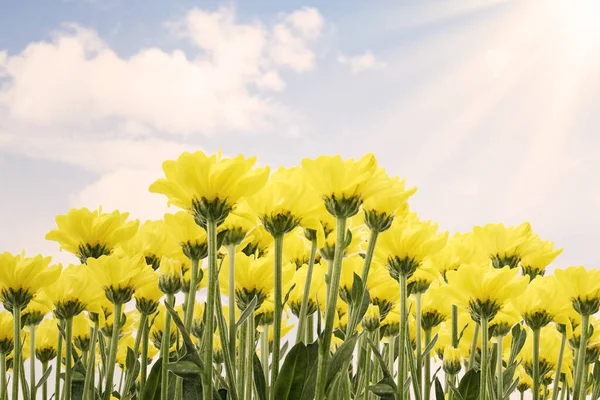 Bellissimi Fiori Carciofo Giallo Gerusalemme Contro Cielo Blu Primavera — Foto Stock