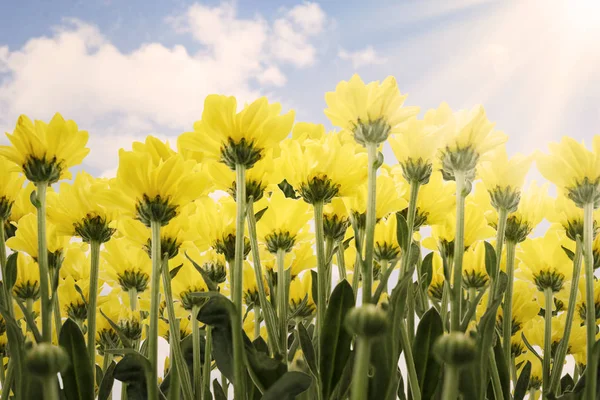 Bellissimi Fiori Carciofo Giallo Gerusalemme Contro Cielo Blu Primavera — Foto Stock