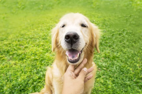 Love and friendship with animal concept: Cute Golden Retriever dog enjoying the owner hands scratching her chin