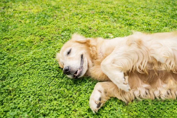 Pet Concept Χαριτωμένο Σκυλί Golden Retriever Ξαπλωμένο Στο Πάρκο — Φωτογραφία Αρχείου