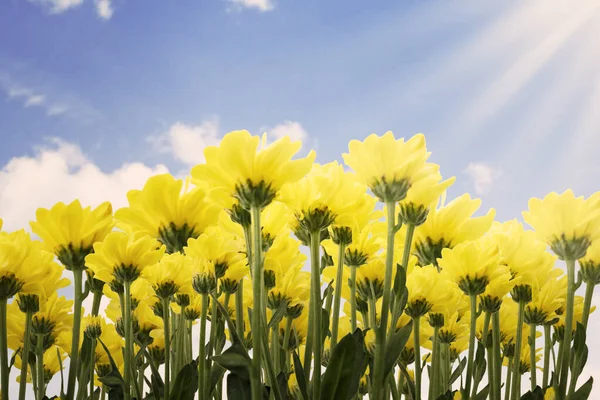 Låg Vinkel Gula Jerusalem Kronärtskocka Blommor Över Blå Himmel — Stockfoto