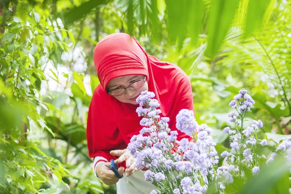 Retrato Jardineiro Sênior Feliz Usando Uma Tesoura Para Cortar Flor — Fotografia de Stock