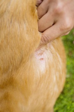Köpek derisinde deri iltihabı ve hastalık belirtileri var.