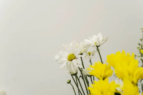 Våren Koncept Gul Och Vit Jerusalem Kronärtskocka Blommor Isolerade Över — Stockfoto