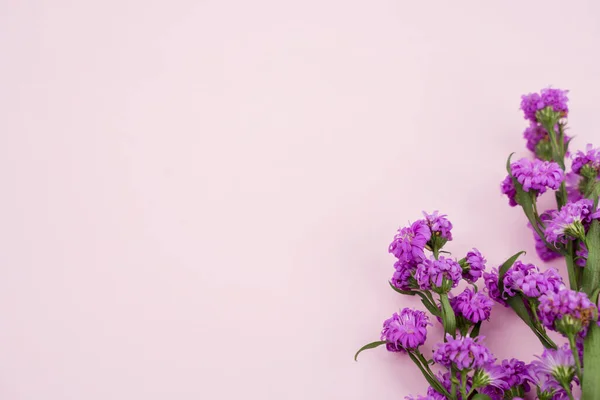 Platt Läggning Rosa Kopia Utrymme Bakgrund Med Lila Gerbera Blomma — Stockfoto