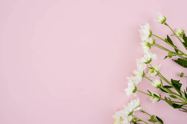 Platt Läggning Vackra Vita Blommor Rosa Papper Bakgrund Med Kopia — Stockfoto