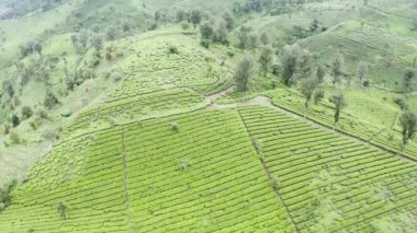 Pangalengan 'da, Bandung, Batı Java, Endonezya' da sisli bir sabahta çay tarlasının üzerindeki güzel sisli hava manzarası.