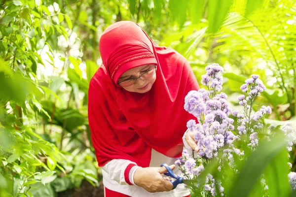 Happy Old Muslim Woman Gardening Backyard Cutting Flowers Scissors — Stock Photo, Image