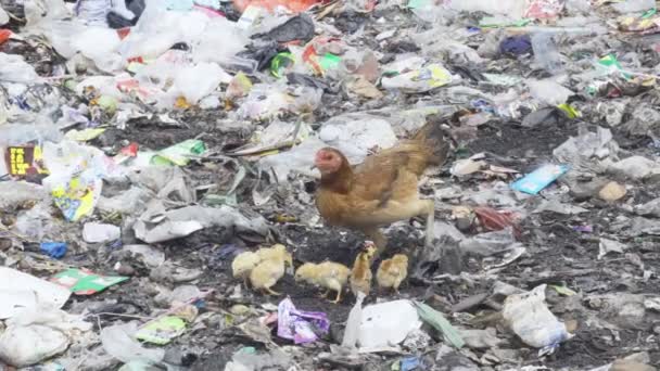 Fyllning av deponier med plastpålar — Stockvideo