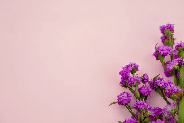 Vackra Lila Gerbera Blommor Med Kopia Utrymme Rosa Bakgrund — Stockfoto