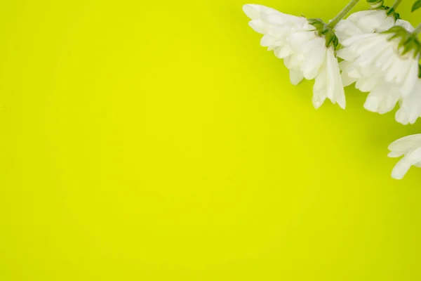 Tomma Kopia Utrymme Med Vita Tusensköna Blommor Gul Bakgrund — Stockfoto