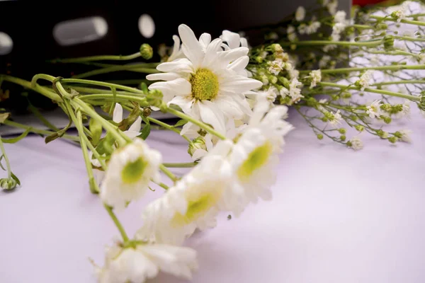 Sluiten Van Madeliefje Bloemen Roze Achtergrond Studio — Stockfoto