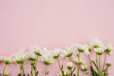 Pembe arka planda kopyalama alanı olan düz papatya çiçekleri.