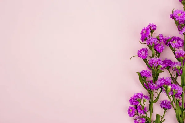 Närbild Lila Gerbera Blommor Med Kopia Utrymme Rosa Bakgrund — Stockfoto