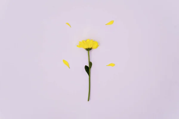 Flat Lay Yellow Daisy Flower Pink Background Studio — Stock Photo, Image