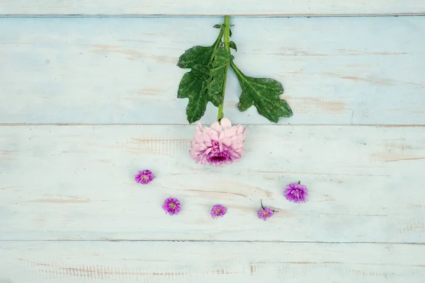 Platt Låg Rosa Gerbera Blommor Trä Bakgrund — Stockfoto