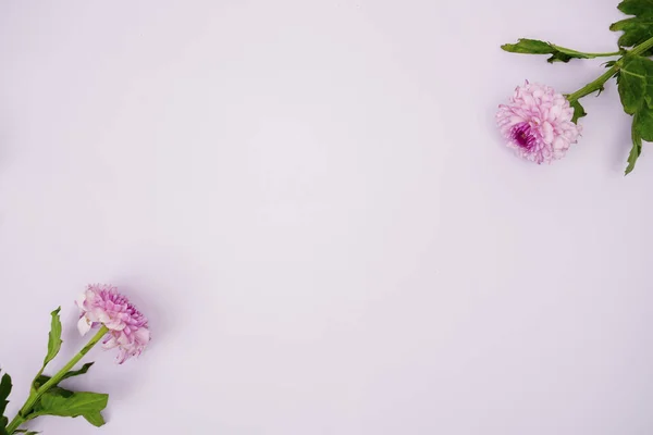 Ovanifrån Rosa Gerbera Blomma Med Tom Kopia Utrymme Rosa Bakgrund — Stockfoto