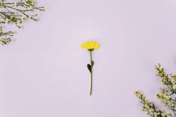 Top View Yellow Daisy Flower Pink Background Studio — Stock Photo, Image