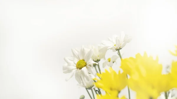 Bílé Žluté Sedmikrásky Květiny Kopírovacím Prostorem Bílém Pozadí — Stock fotografie