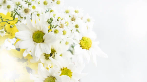 Zbliżenie Biały Stokrotka Kwiaty Płatek Kopia Przestrzeń Białym Tle — Zdjęcie stockowe