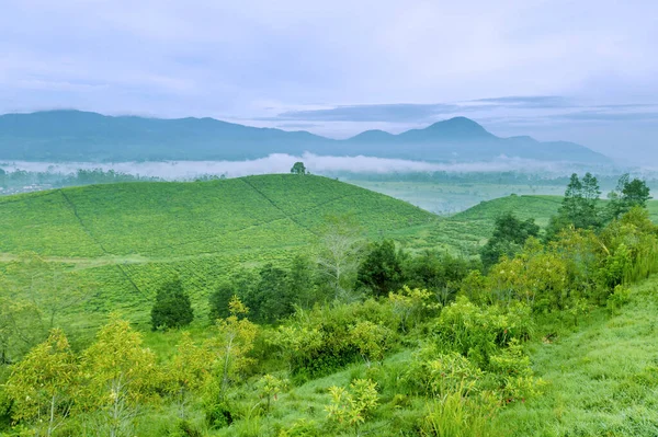 Krásný Letecký Výhled Zamlžené Ráno Čajové Plantáži Highland — Stock fotografie