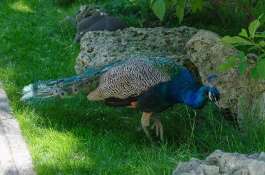 Tavus kuşu erkek Kırım parkta etrafta dolaşıyor