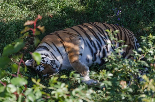 Sleeping tiger in the grass