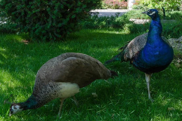 Peacocks male and female — Stock Image Peacocks male and female Stock Photo