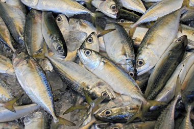  Balık, taze uskumru.
