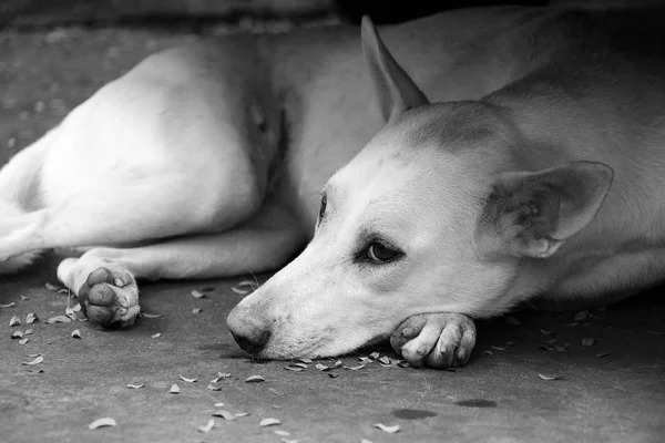 Cão rasteiro deitado no chão parecendo triste e solitário. Em preto e branco . — Fotografia de Stock