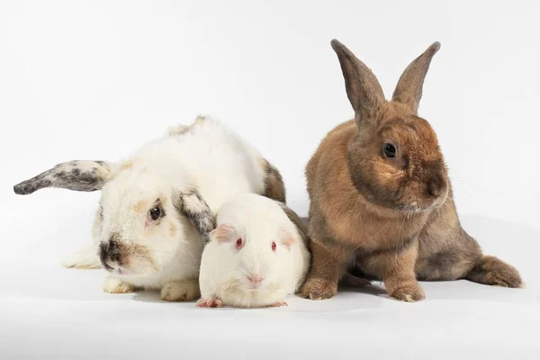 Κουνέλι και λευκό πειραματόζωο, κουνέλι και φίλος, οικογένεια τρωκτικών. — Φωτογραφία Αρχείου